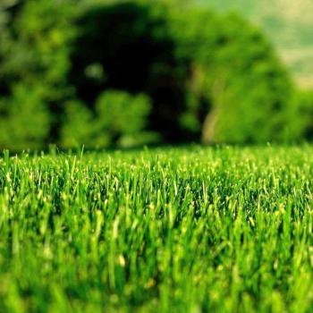 Landscaper Pro Finesse fűmag 2.Kép